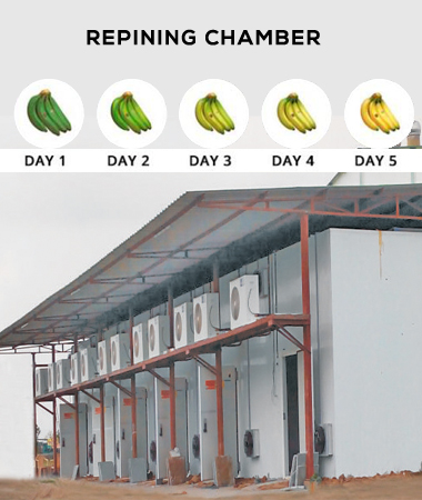 Fruit Repining Chamber