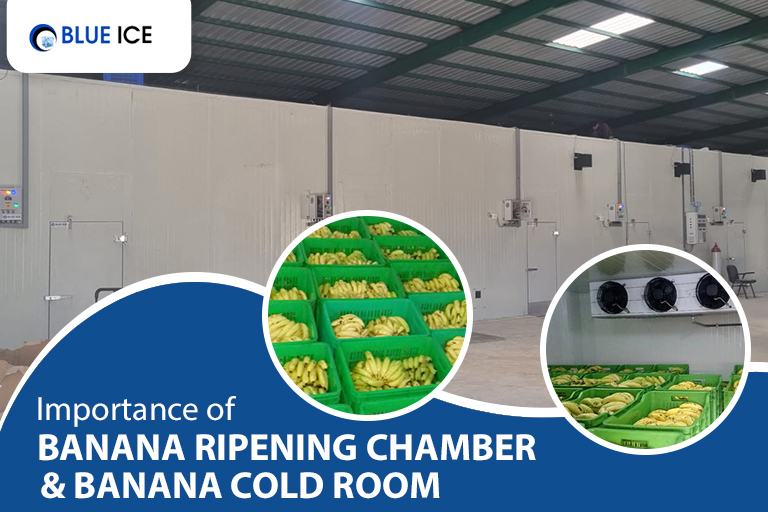 Banana Ripening Chamber and banana cold room