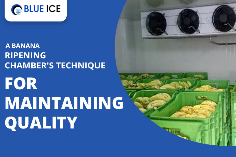 a banana ripening chamber technique for maintaining quality