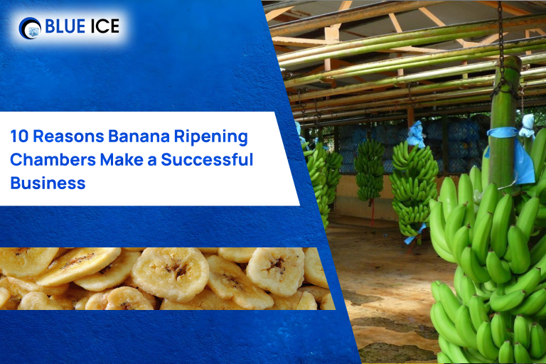 10 reasons banana ripening chambers make successful business