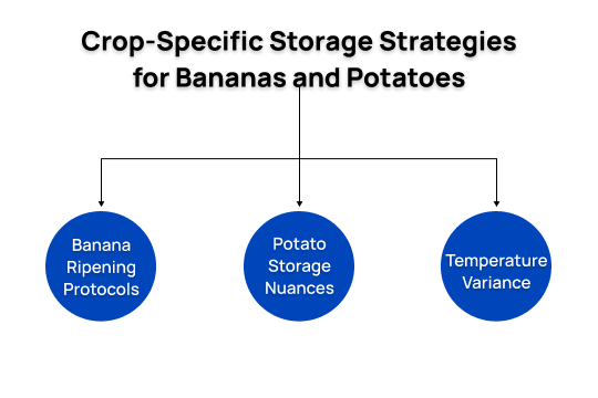 Crop Specific Storage Strategies for Bananas and Potatoes
