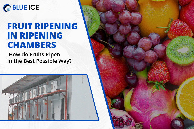 Fruit Ripening in Ripening Chambers How do Fruits Ripen in the Best Possible Way