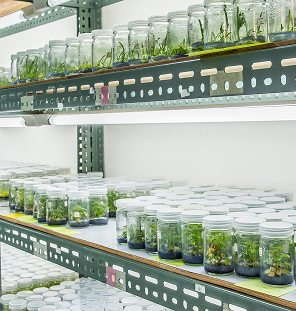 Seed Tissue Culture Spices processing Storage