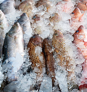 fast freezing fish