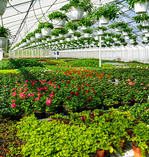 flower nursery produce