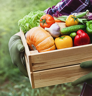 freshly harvested vegetables