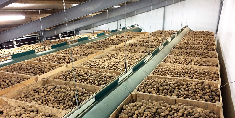potato cold storage