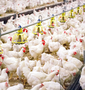 poultry and meat processing
