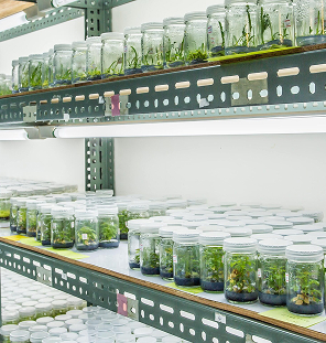 seed storage