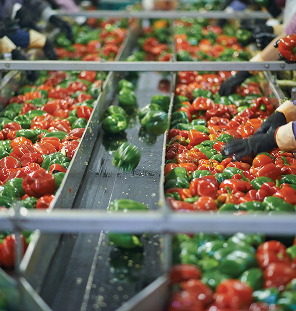 vegetable processing centres